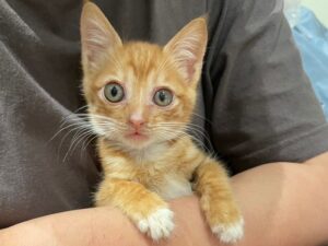 新手貓奴必看！15 大養貓常見問題與解決方案