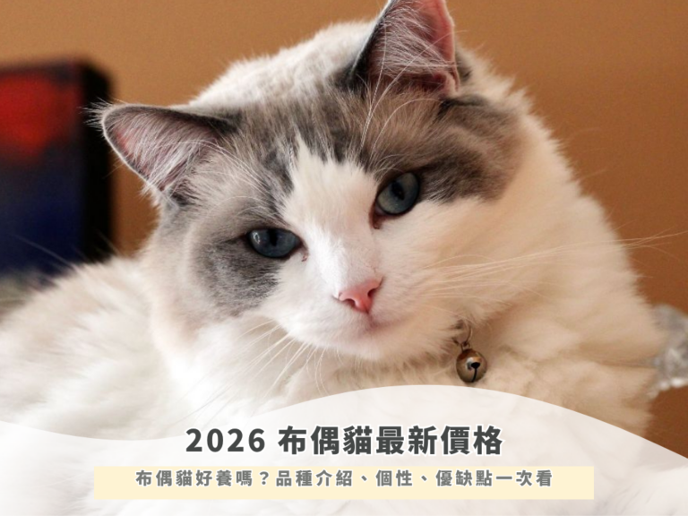 2026 布偶貓最新價格！布偶貓好養嗎？品種介紹、個性、優缺點一次看
