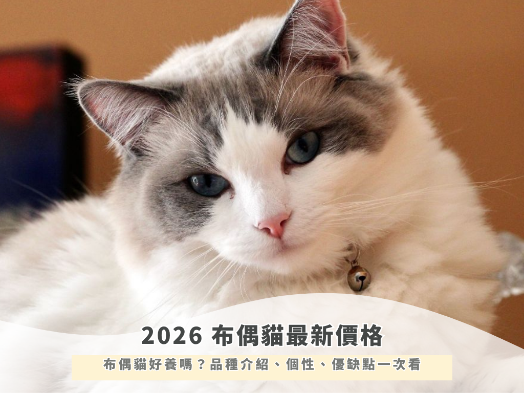 2026 布偶貓最新價格！布偶貓好養嗎？品種介紹、個性、優缺點一次看