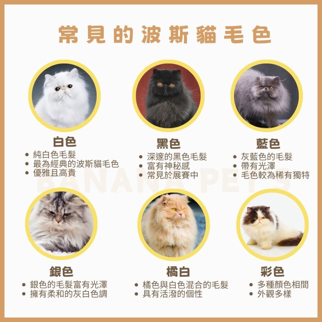常見的波斯貓毛色