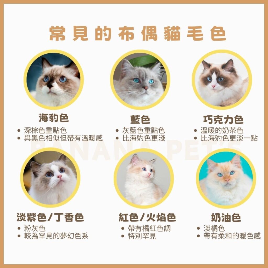 常見的布偶貓毛色