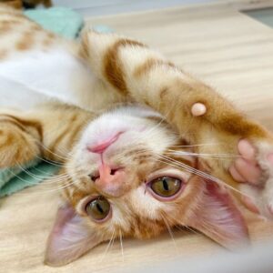 貓奴必看！9件貓咪超愛的事＋10大禁忌，你一定要知道！