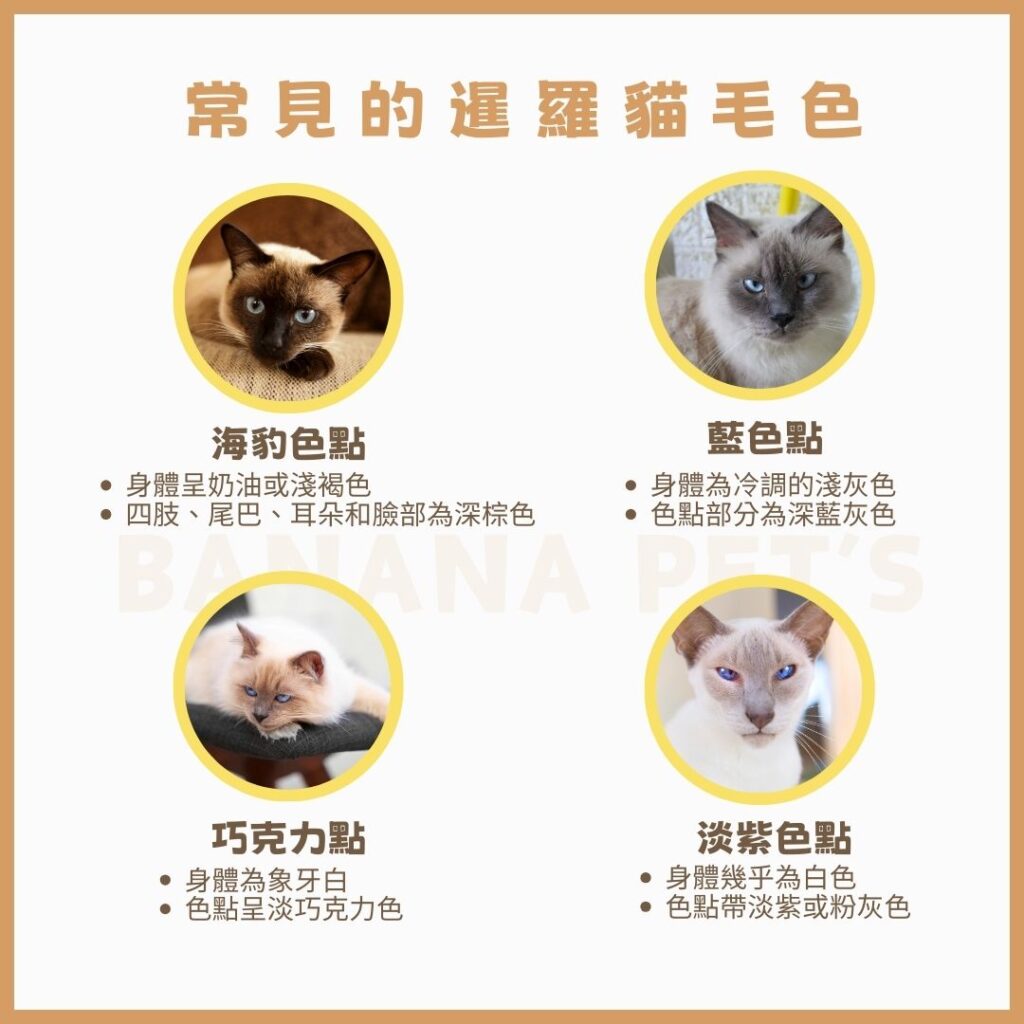 常見的暹羅貓毛色暹羅貓購買指南