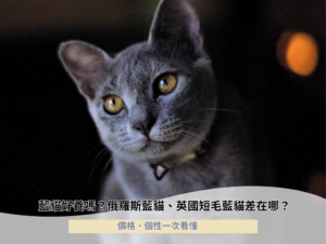 藍貓好養嗎？俄羅斯藍貓、英國短毛藍貓差在哪？價格、個性一次看懂