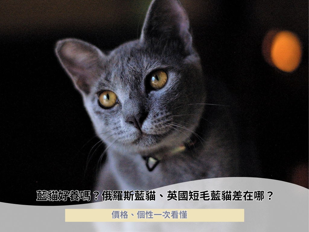藍貓好養嗎？俄羅斯藍貓、英國短毛藍貓差在哪？價格、個性一次看懂