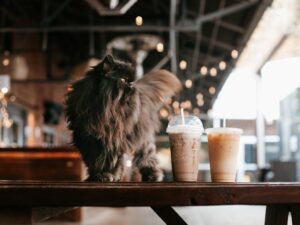 【2025台南最新】台南最棒的寵物友善餐廳指南：與毛孩共享美味與悠閒時光(持續更新)