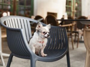 【2025高雄最新】高雄寵物友善餐廳推薦！必去人氣名單大公開(持續更新)