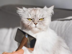 為什麼你的貓對你愛理不理？從行為學看懂貓的心思