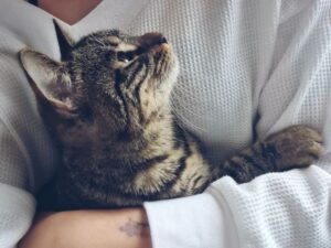 貓咪如何表達愛？這 7 個行為代表牠真的喜歡你