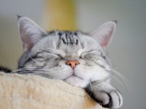 貓咪最愛的撫摸部位，原來這裡才是天堂！