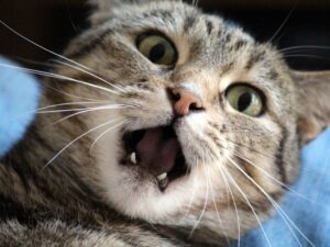 貓咪討厭你的 10 種行為，你中了幾個？