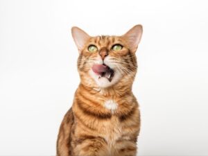 貓咪不能吃什麼？飼主必看！8大飲食禁忌＋正確餵食建議