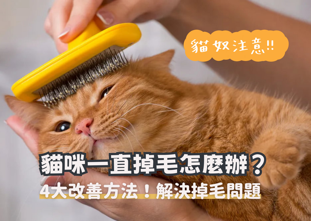 貓咪換毛季好痛苦！4大改善方法及解決掉毛困擾