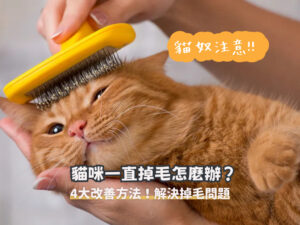 貓咪換毛季好痛苦！4大改善方法及解決掉毛困擾