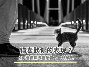 貓喜歡你的表現？20種貓咪肢體語言，教你一秒看懂