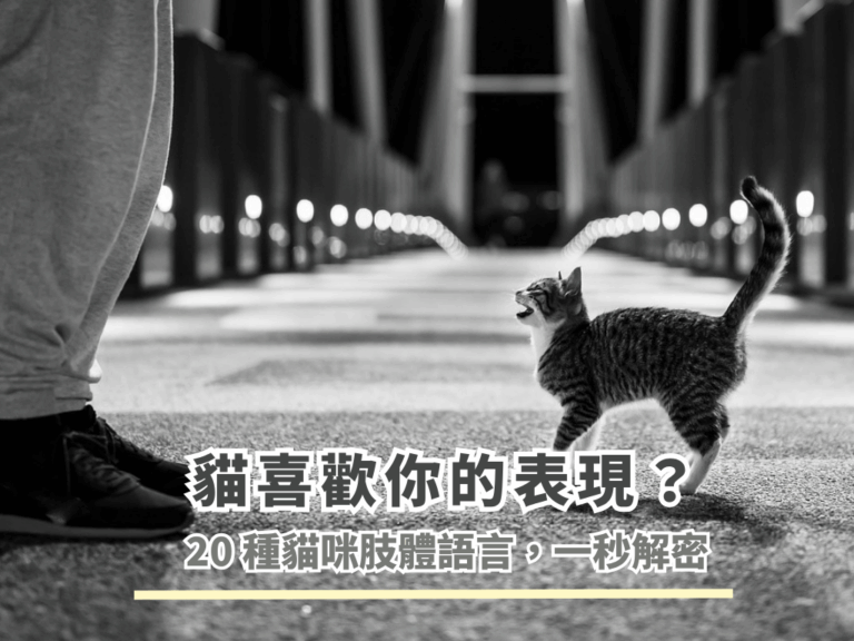 貓咪喜歡你的表現？20種貓咪肢體語言，一秒解密