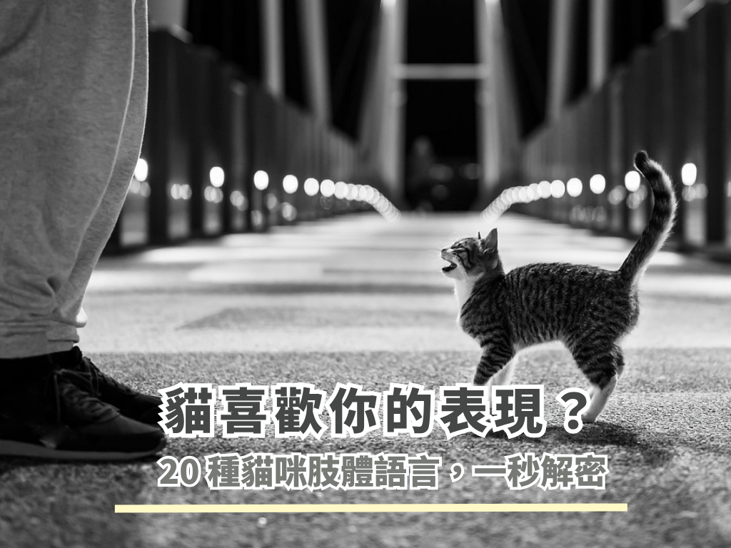 貓喜歡你的表現？20種貓咪肢體語言，教你一秒看懂