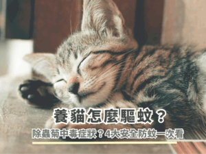 養貓怎麼驅蚊？除蟲菊中毒症狀？4大安全防蚊一次看