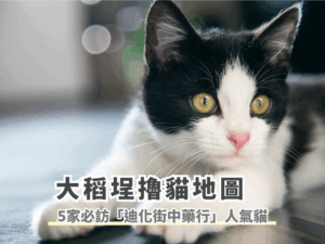 【大稻埕擼貓地圖】Threads爆紅！必訪5家「迪化街中藥行」人氣店貓