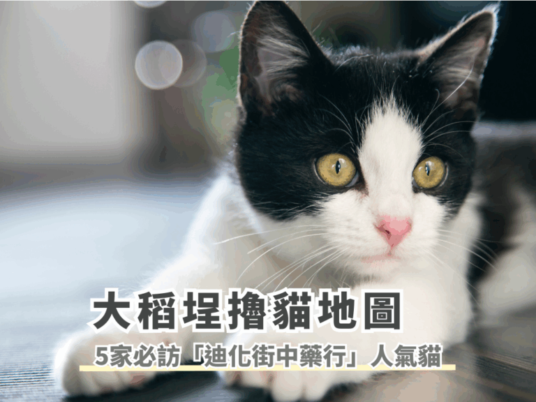 【大稻埕擼貓地圖】Threads爆紅！必訪5家「迪化街中藥行」人氣店貓