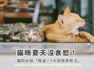 貓咪夏天沒食慾！貓奴必收降溫＋5大促進食慾法