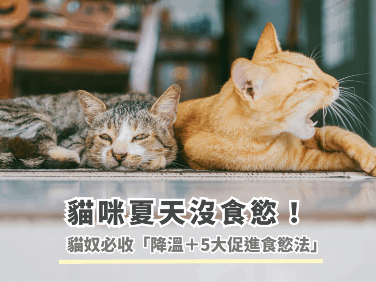 貓咪夏天沒食慾！