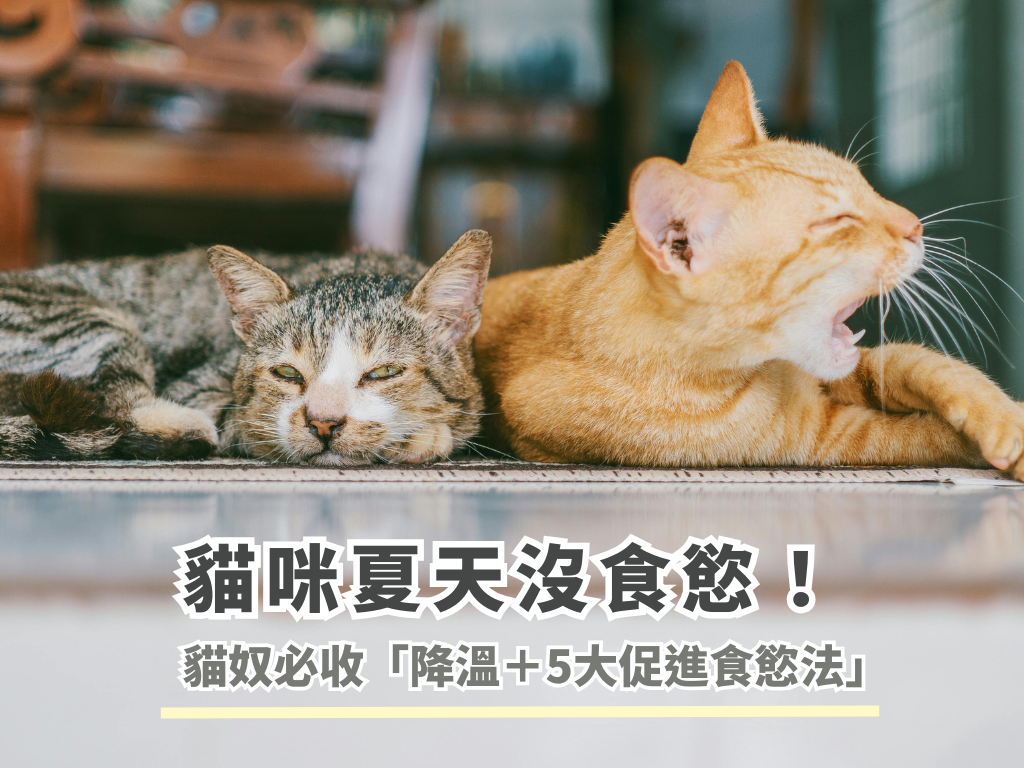 貓咪夏天沒食慾！貓奴必收降溫＋5大促進食慾法