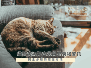 貓腎病初期症狀與腎衰竭警訊！飼主必知的照護方法