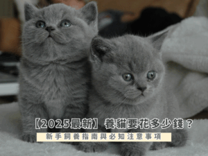 【2025最新】養貓要花多少錢？新手飼養指南與必知注意事項
