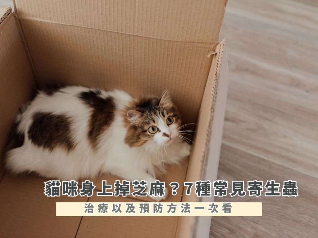 貓咪身上掉芝麻？7 種貓咪常見寄生蟲，治療以及預防方法一次看