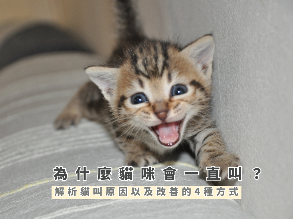 為什麼貓咪會一直叫