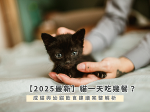 貓一天吃幾餐？成貓與幼貓飲食建議完整大解析