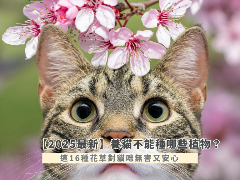 【2025最新】養貓不能種哪些植物？這16種花草對貓咪無害又安心