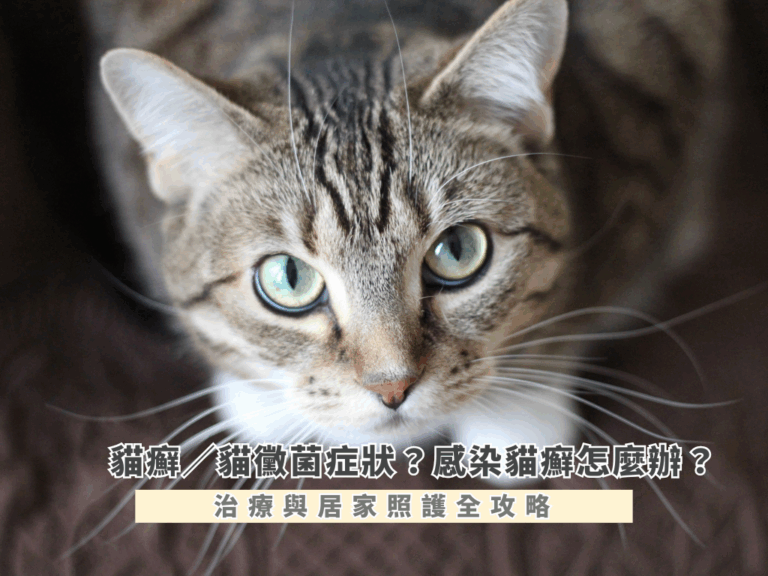貓癬／貓黴菌症狀？感染貓癬怎麼辦？治療與居家照護全攻略