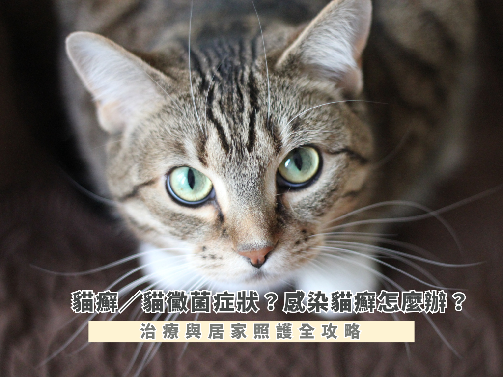 貓癬／貓黴菌症狀？感染貓癬怎麼辦？治療與居家照護全攻略
