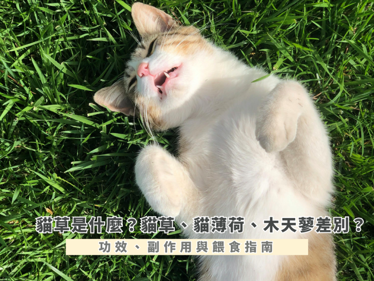 貓草是什麼？貓草、貓薄荷、木天蓼差別？功效、副作用與餵食指南