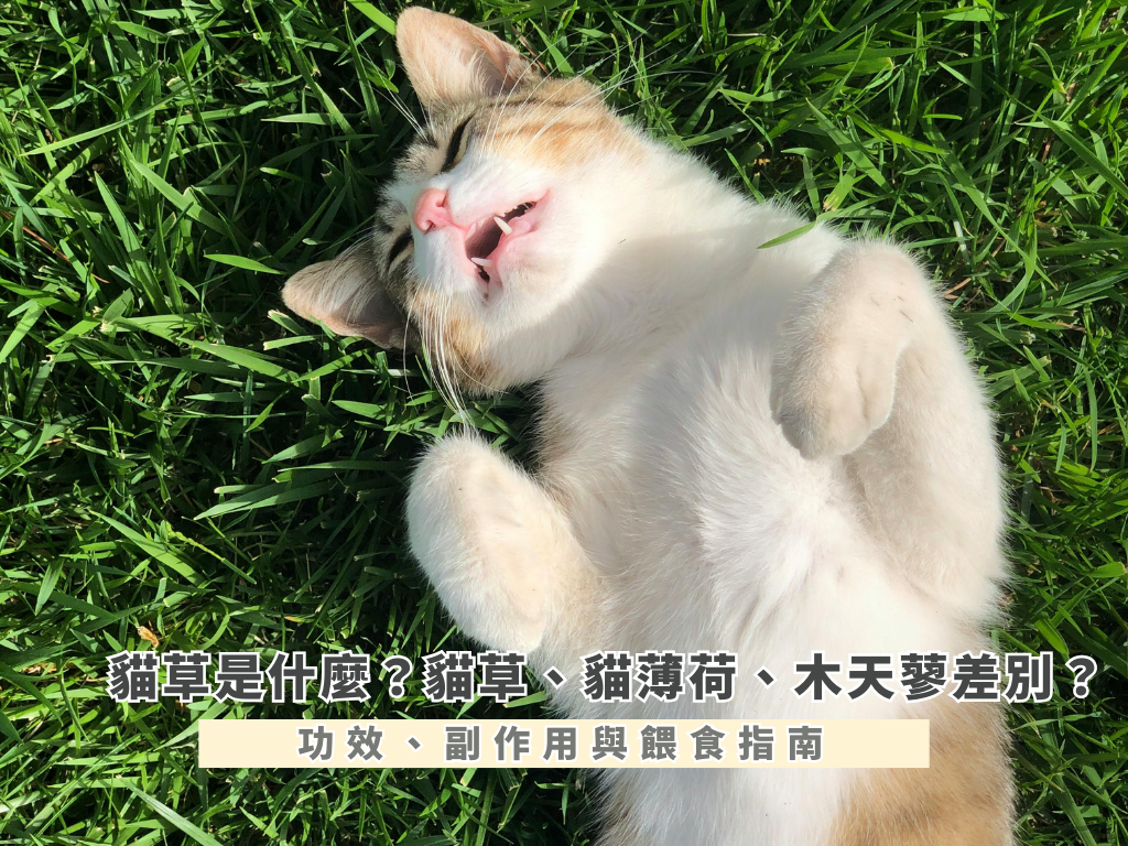 貓草是什麼？貓草、貓薄荷、木天蓼差別？功效、副作用與餵食指南