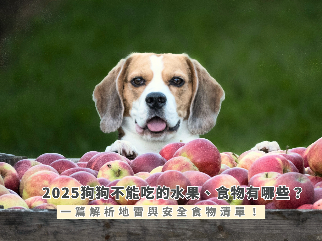 狗狗不能吃的水果、食物有哪些？一篇解析地雷與安全食物清單