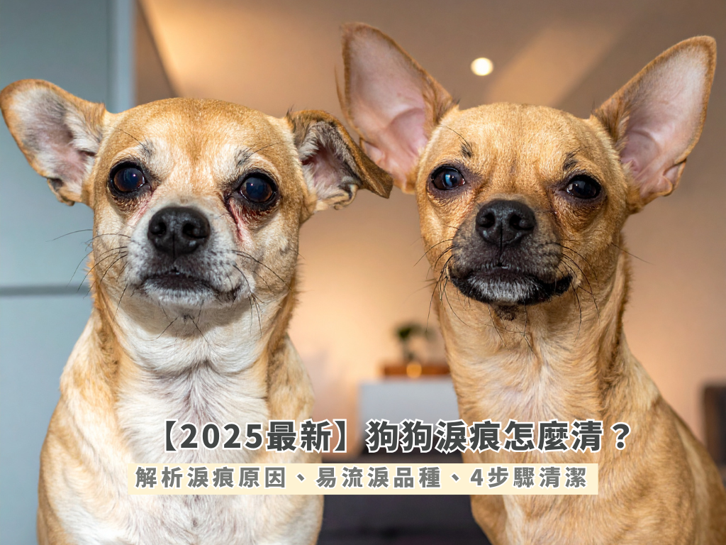 【2025最新】狗狗淚痕怎麼清？解析淚痕原因、易流淚狗狗品種、4步驟教你清潔法！