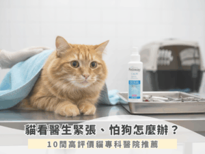 貓咪看醫生好緊張？10間高評價「貓專科動物醫院」讓主子更安心!(2025年最新)