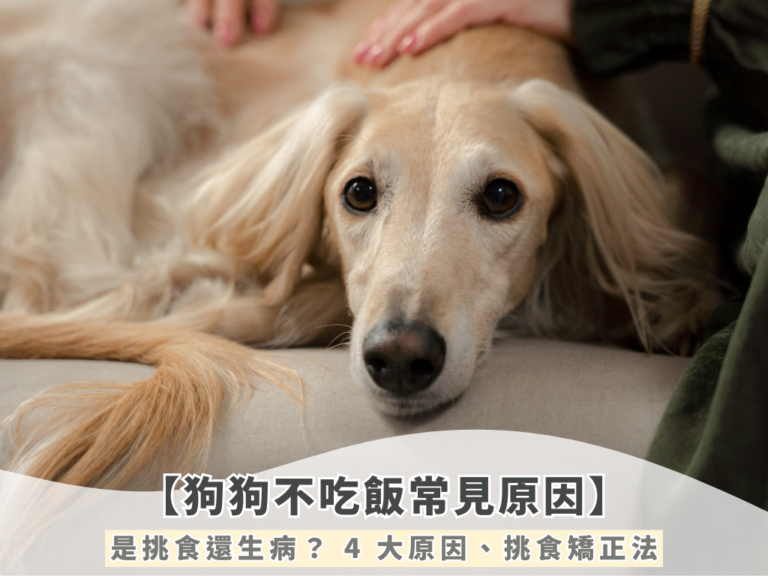 【狗狗不吃飯常見原因】是挑食還是生病？ 4 大原因、推薦挑食矯正法
