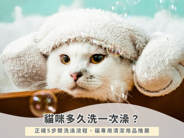 貓咪多久洗一次澡？正確5步驟洗澡流程、貓專用清潔用品推薦