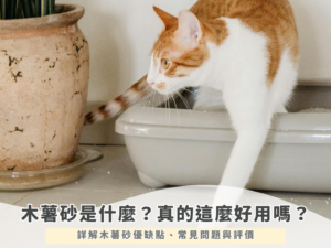 木薯砂是什麼？真的這麼好用嗎？詳解木薯砂優缺點、常見問題與評價