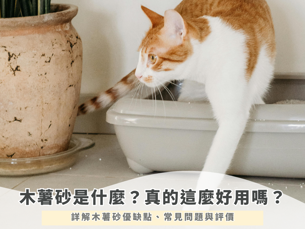 木薯砂是什麼？真的這麼好用嗎？詳解木薯砂優缺點、常見問題與評價