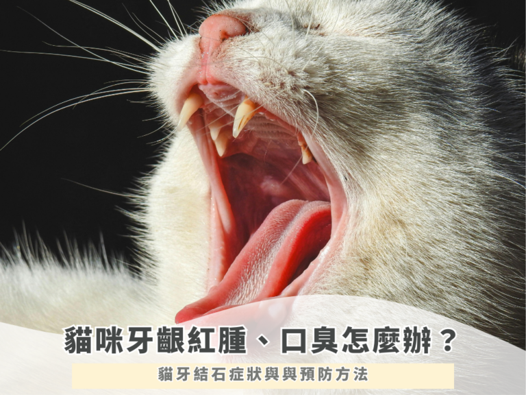2026貓咪牙齦紅腫、口臭怎麼辦？貓牙結石症狀與與預防方法