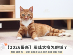 貓咪太瘦怎麼辦？判斷貓體態、解析消瘦原因與高熱量貓飼料推薦