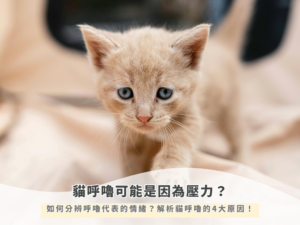 貓呼嚕是因為壓力？如何分辨呼嚕代表的情緒？解析貓呼嚕的4大原因！
