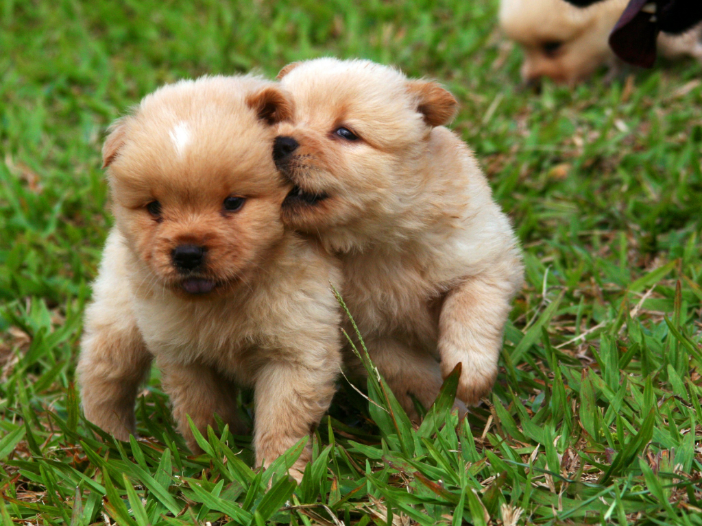 從經典到很酷的寵物名字、超實用寵物名字產生器推薦