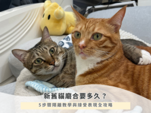 新舊貓磨合要多久？5步驟隔離教學與接受表現全攻略