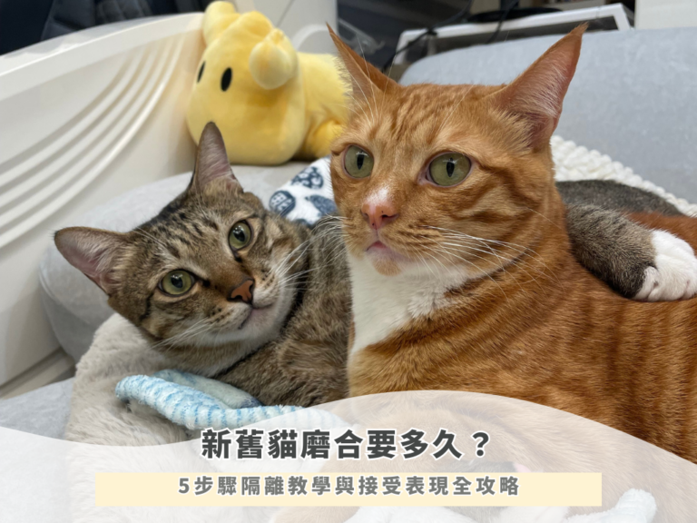 新舊貓磨合要多久？5步驟隔離教學與接受表現全攻略